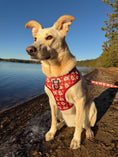 Load image into Gallery viewer, Signed, Sealed & Sniffed No-Pull Harness