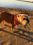 Load image into Gallery viewer, Signed, Sealed & Sniffed No-Pull Harness