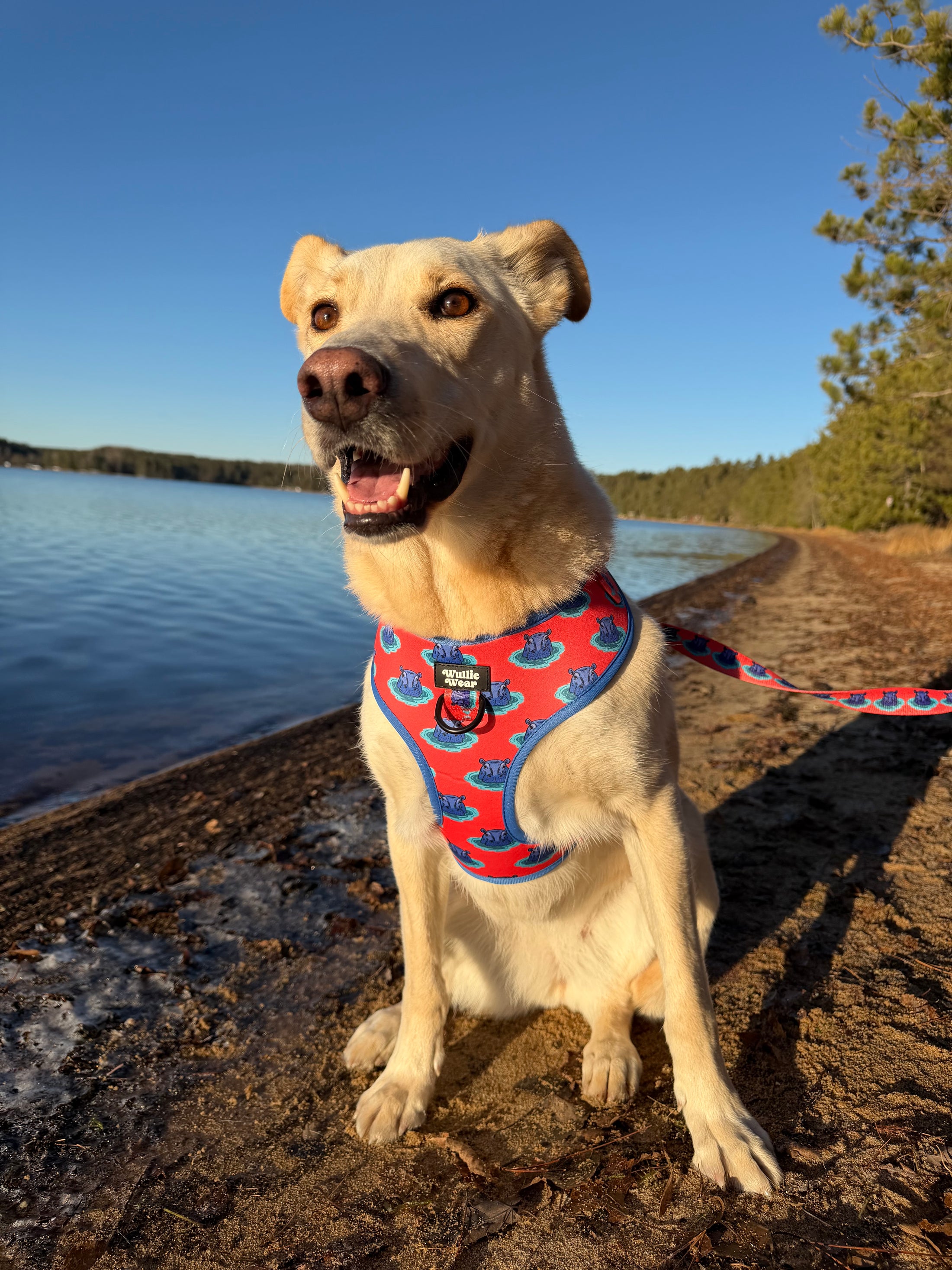 House Hippo No-Pull Harness