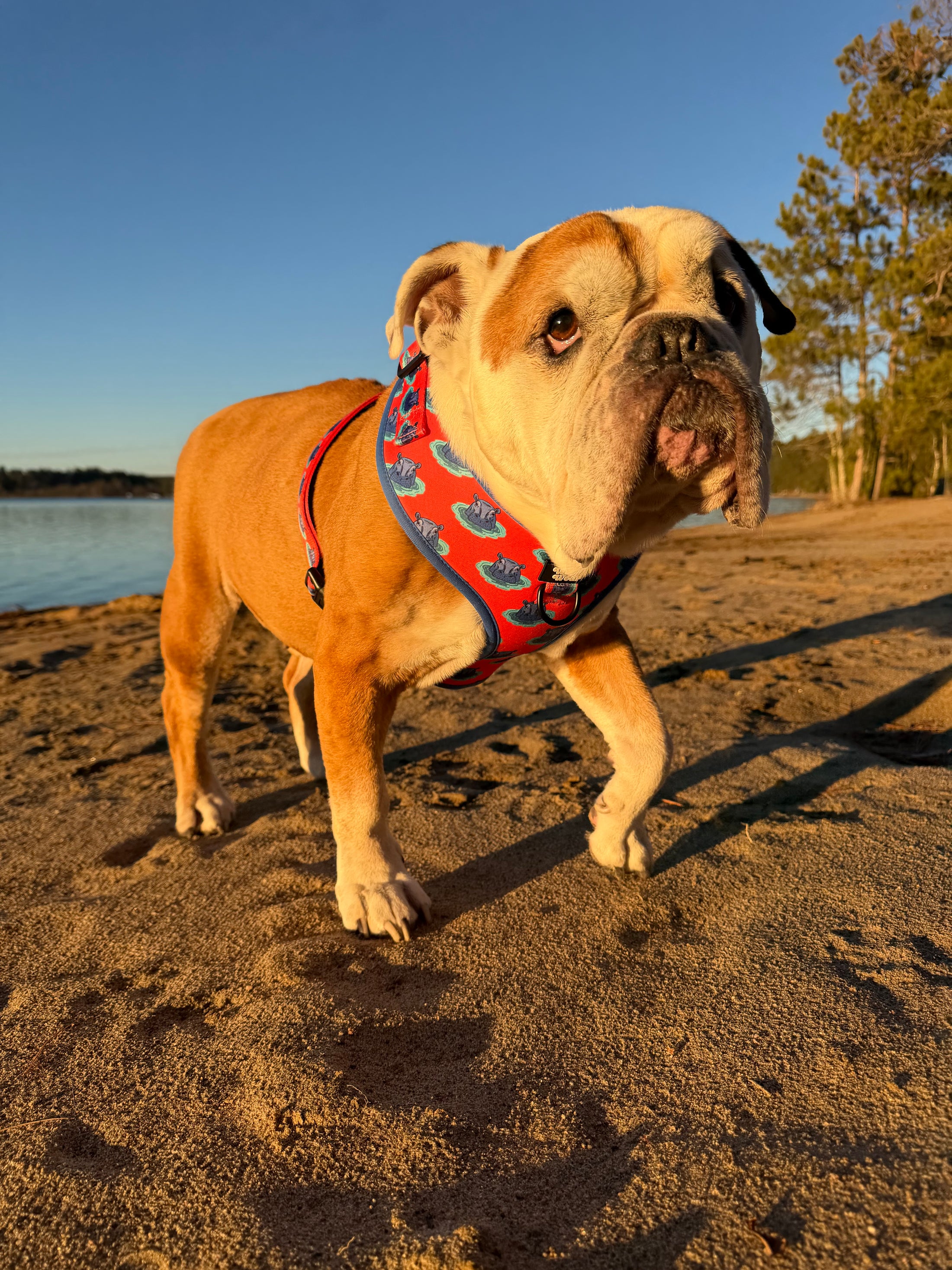 House Hippo No-Pull Harness