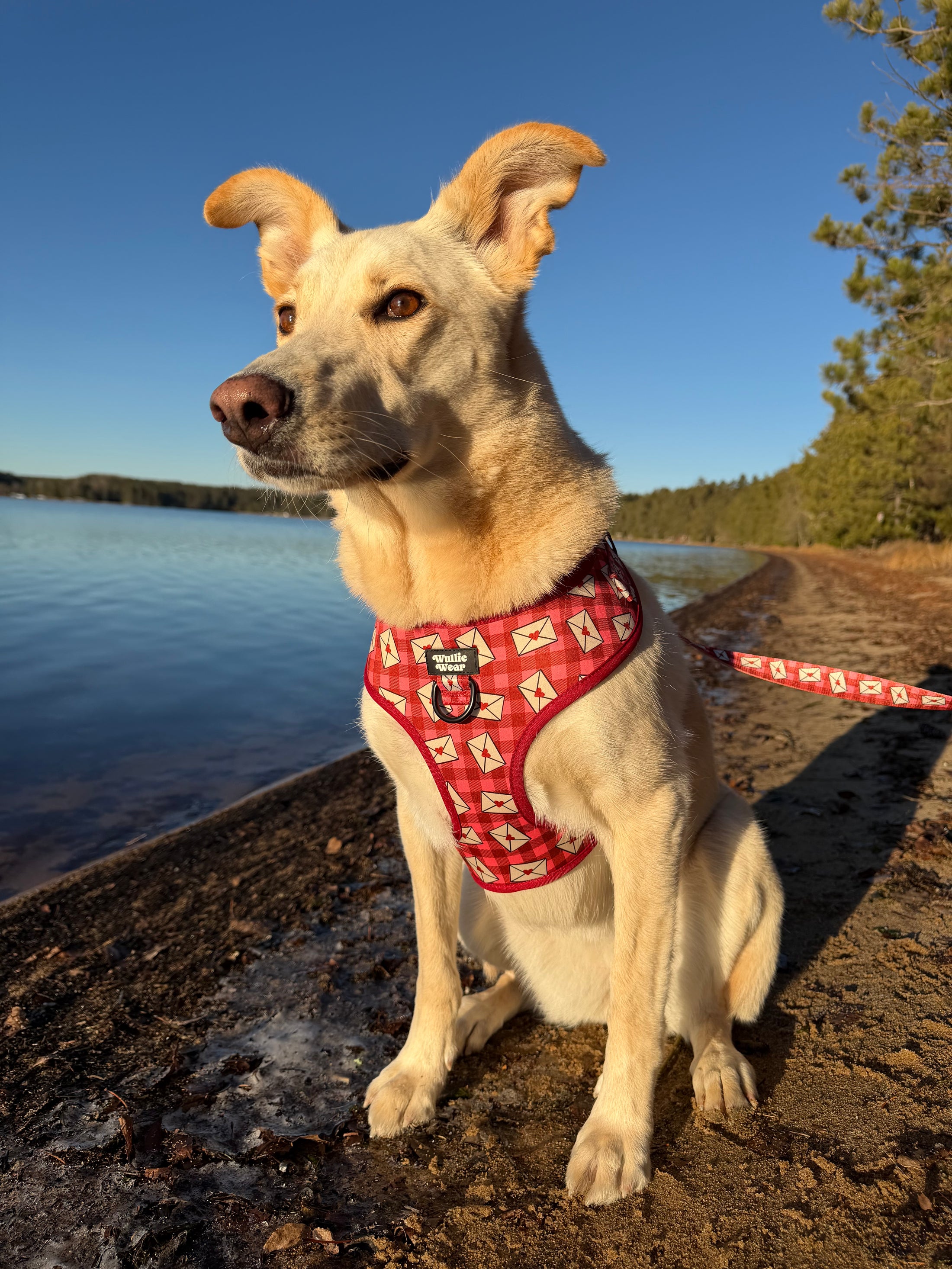 Signed, Sealed & Sniffed No-Pull Harness