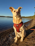 Load image into Gallery viewer, Duck Camo No-Pull Harness
