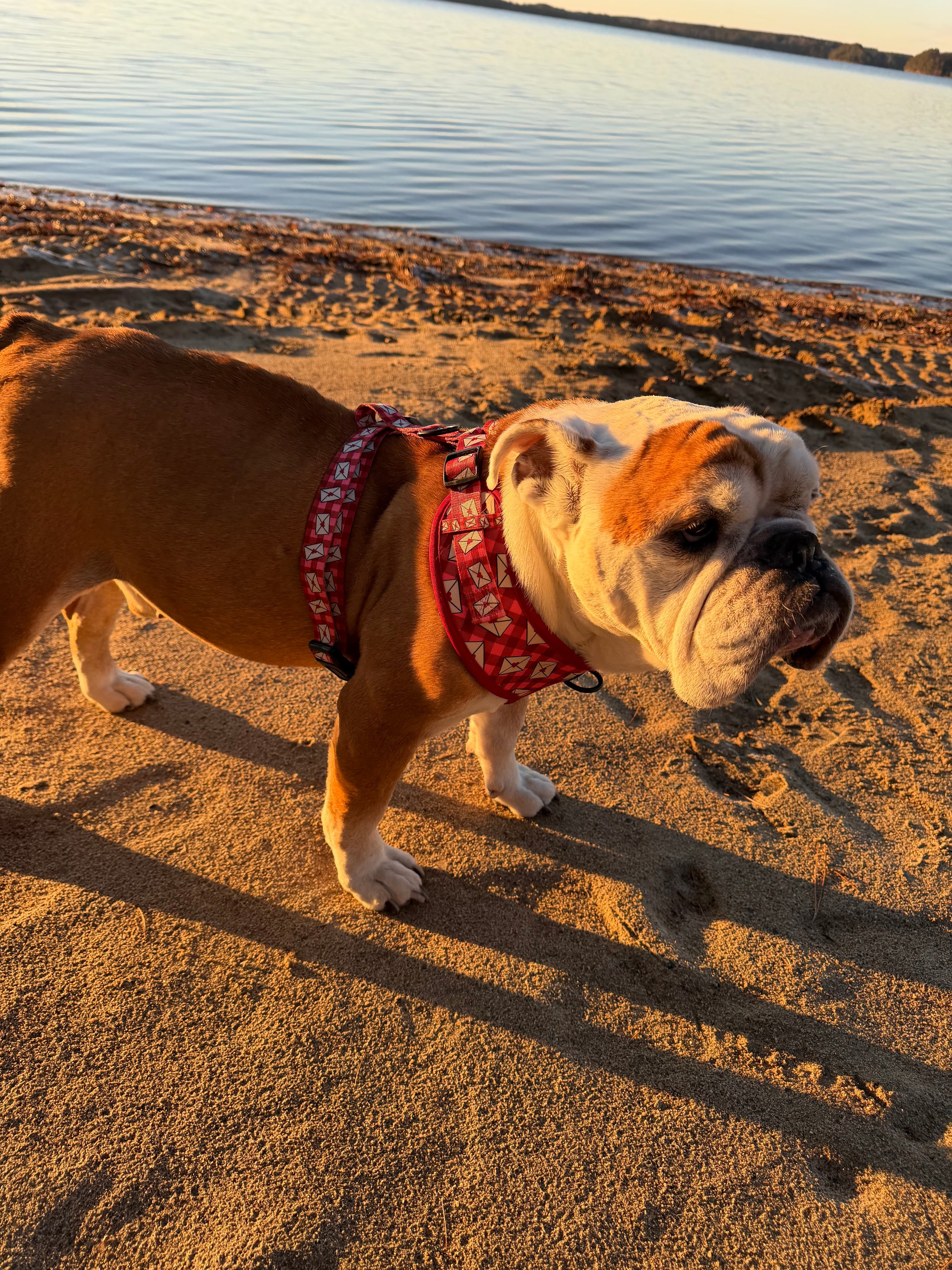 Signed, Sealed & Sniffed No-Pull Harness
