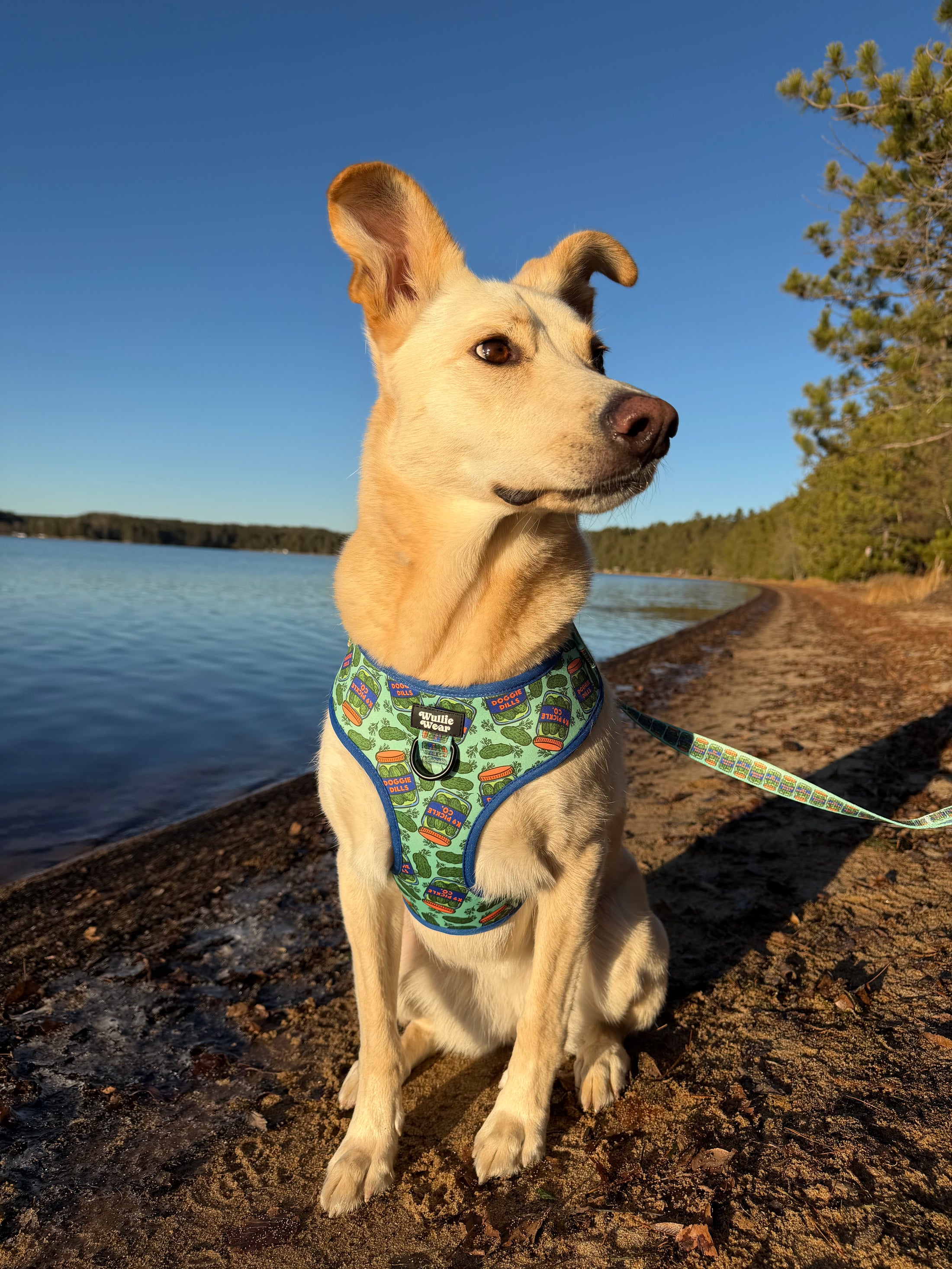 Doggie Dills No-Pull Harness